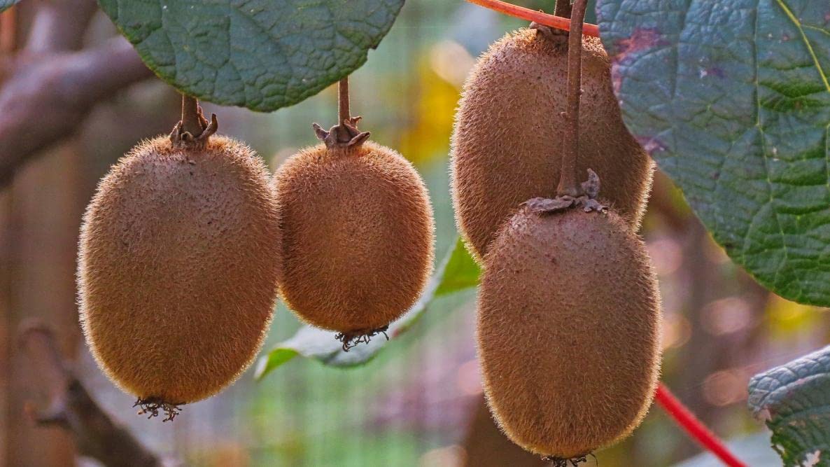 Kiwi seeds,High germination rate (10 seeds)