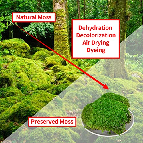 2 Sq. Ft Preserved Moss Pillow Moss, Moss For Potted Plants, Artificial Fake Moss For Fake Plants Indoor, Moss Balls Decor Moss Crafts Terrariums Diy Gardenning Art Wall Decor (Emerald Green) #TOP3