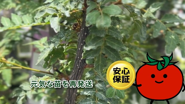 Amazon.co.jp: ITANSE 大実タヒチライム(ライムの中では実が