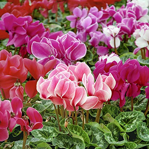 Outsidepride 10 Seeds Annual Cyclamen Dreamscape Sowbread Garden Flower Seed Mix for Planting Outsidepride 10 Seeds Annual Cyclamen Dreamscape Sowbread Garden Flower Seed Mix for Planting