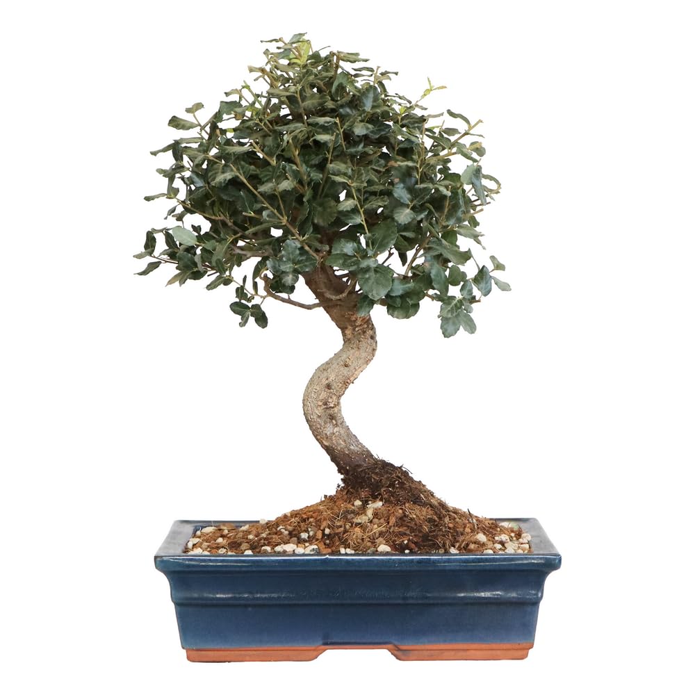 KENTIS - Kork-Bonsai Quercus Suber - Echter Kork-Eichen-Bonsai - Echte  dekorative Pflanzen fr den Auenbereich - H 40-50 cm, Keramiktopf  30 cm  : Amazon.de: Garten