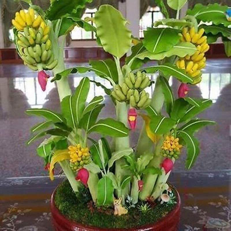 FasanGreen Fruit Banana Plant for Indoor and Outdoor with Pot (Multicolor, 150mm) (6171)