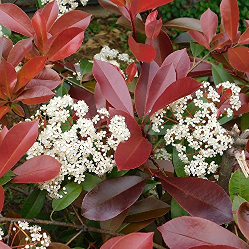 Photinia Photinia x fraseri Red Robin pianta da siepe in vaso ø24 cm h. 175/200 cm Vivaio di Castelletto