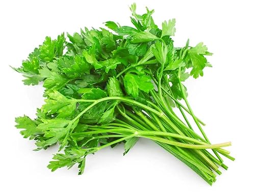 300 graines de persil lisse (Petroselinum crispum)