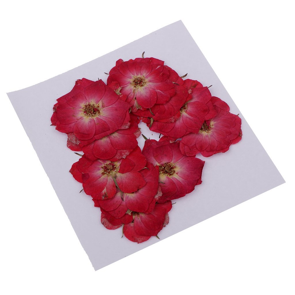 Sitrda Red (12 Pcs) Beautiful Natural Pressed Dried Real Dried Flowers, Epoxy Resin Jewelry Pendant Soap Pressed Flowers Diy Scrapbooking Album Card Making - 2.5Cm Rose