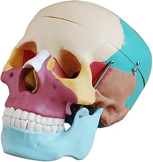 Study Model Colored Human Skull,Anay Skull Medical Educational Model 3 Parts with Removable Skull Cap and Articulated Mandible, Full Set of Teeth 19X15X21Cm SaiFei