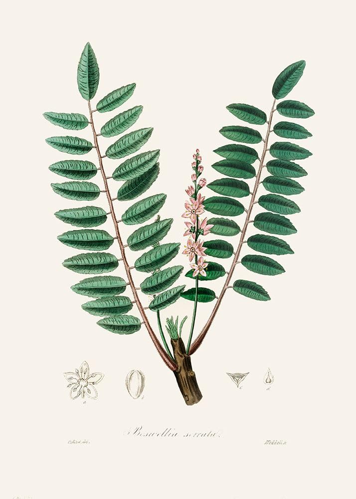 Boswellia Serrata Poster de botanique médicale Stephenson et John (24 x 36)