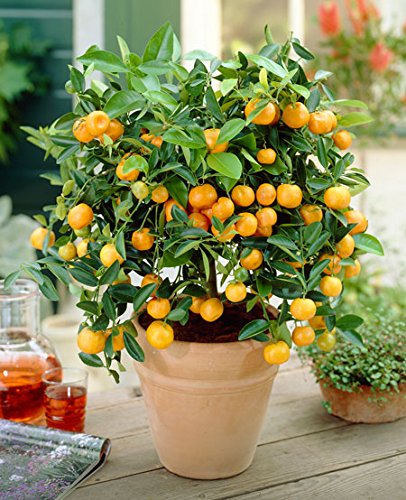 Sa Nursery Buy Online Ornamental Orange (Green Leaves) Plant In India - Sa Nursery