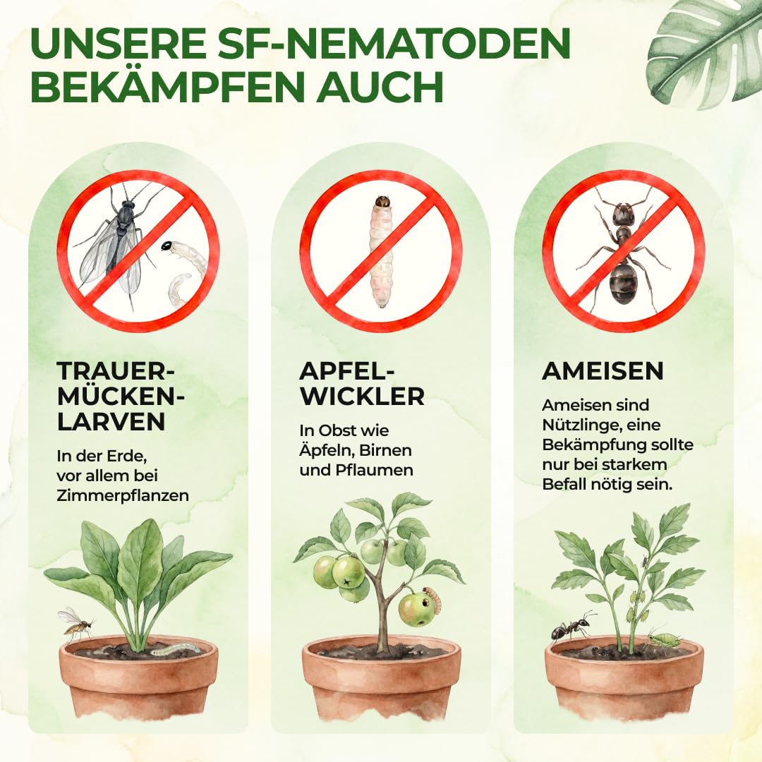 zimmerpflanzen laden Rette mich: Zimmerpflanzen 12er Set kaufen