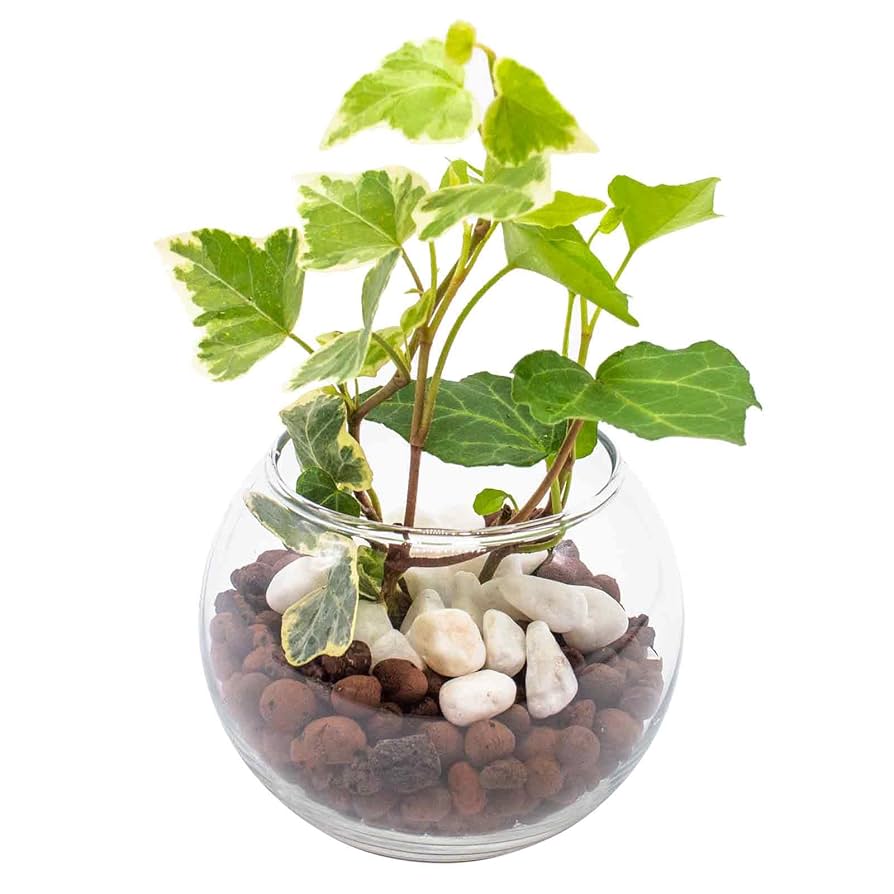 Amazon｜アイビー (ヘデラ) 観葉植物 本物 ミニ ハイドロ