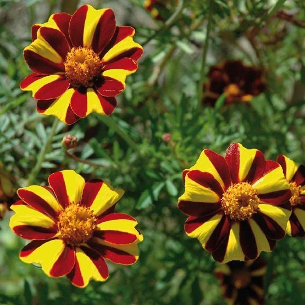 David's Garden Seeds Flower Marigold French Court Jester (Multi) 100 Non-GMO, Heirloom Seeds