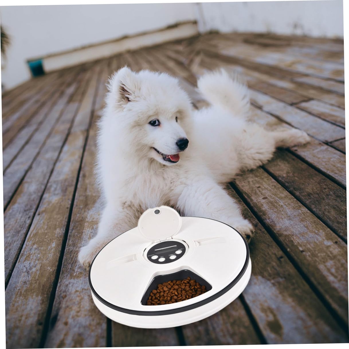 Levemolo Comedero Automático para Perros con Temporizador Tolva de Almacenamiento Desmontable Plato Resistente Antideslizante para Alimentación y Control de Porciones Diarias