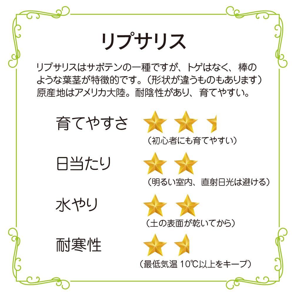 【専用】リプサリス✳︎さま 61t-hPMj5SL._UF1000,1000_QL80_.jpg