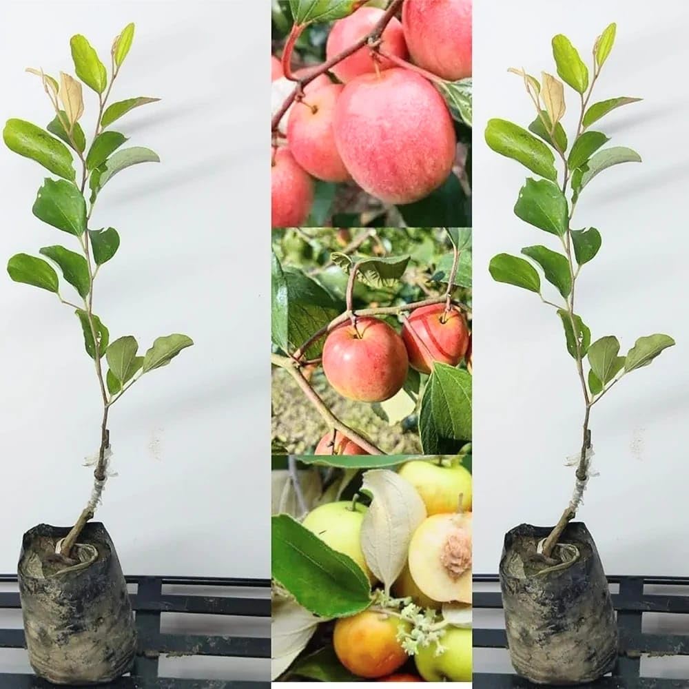 Golden Bloom 2 Red Kashmiri Sinduri Apple ber plant Hybrid and Grafted Live Plant Pack Of 2 Plant (B0C5N47C9P) Amazon Price History, Amazon Price Tracker