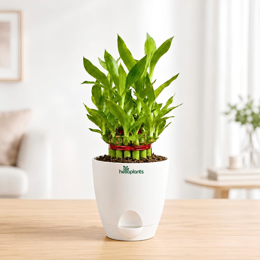 Lucky Bamboo Plant 2 Layer Feng Shui Indoor Live Plant Air-Purifying and Good Fortune Decor for Office or Home in a 4-Inch Self-Watering Matte White Pot-image-34