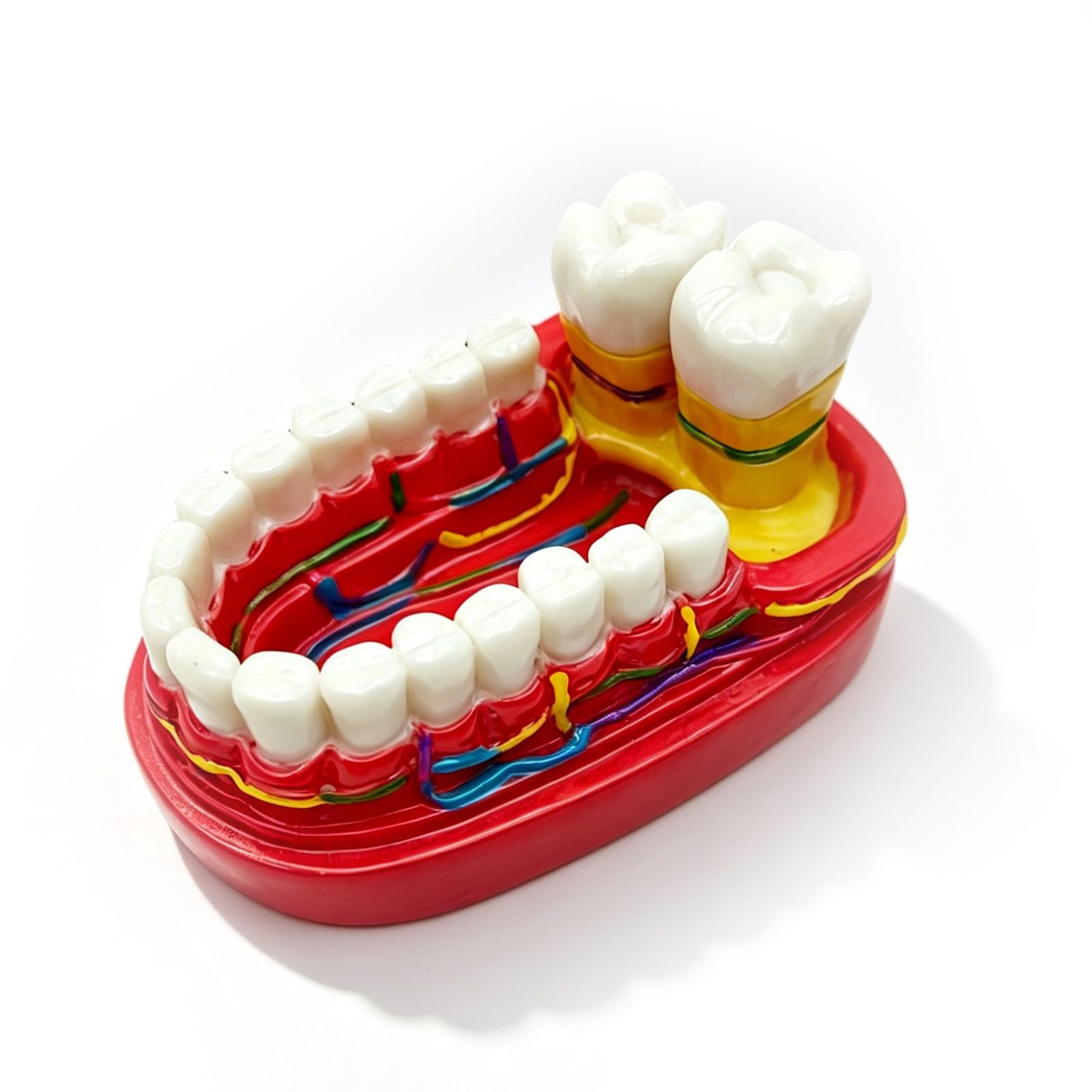 Ornamento da scrivania modello dentale, divertente decorazione artistica per studi dentistici, regalo unico per pensionamento, laurea o compleanno per uomini e donne, decorazione personalizzata per