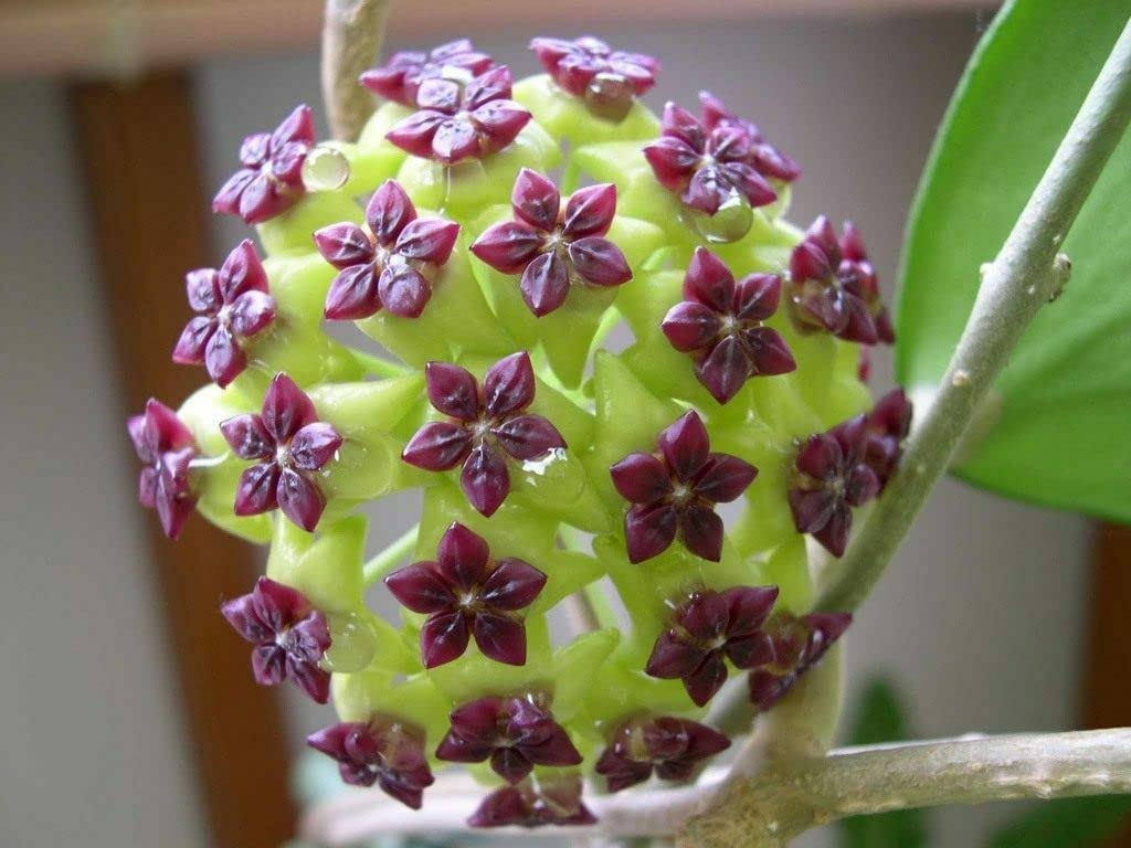 100 Hoya Carnosa Mix Seeds - Non-GMO - Rare Perennial Ball Orchid Flower Seeds Planting for Bonsai/Garden