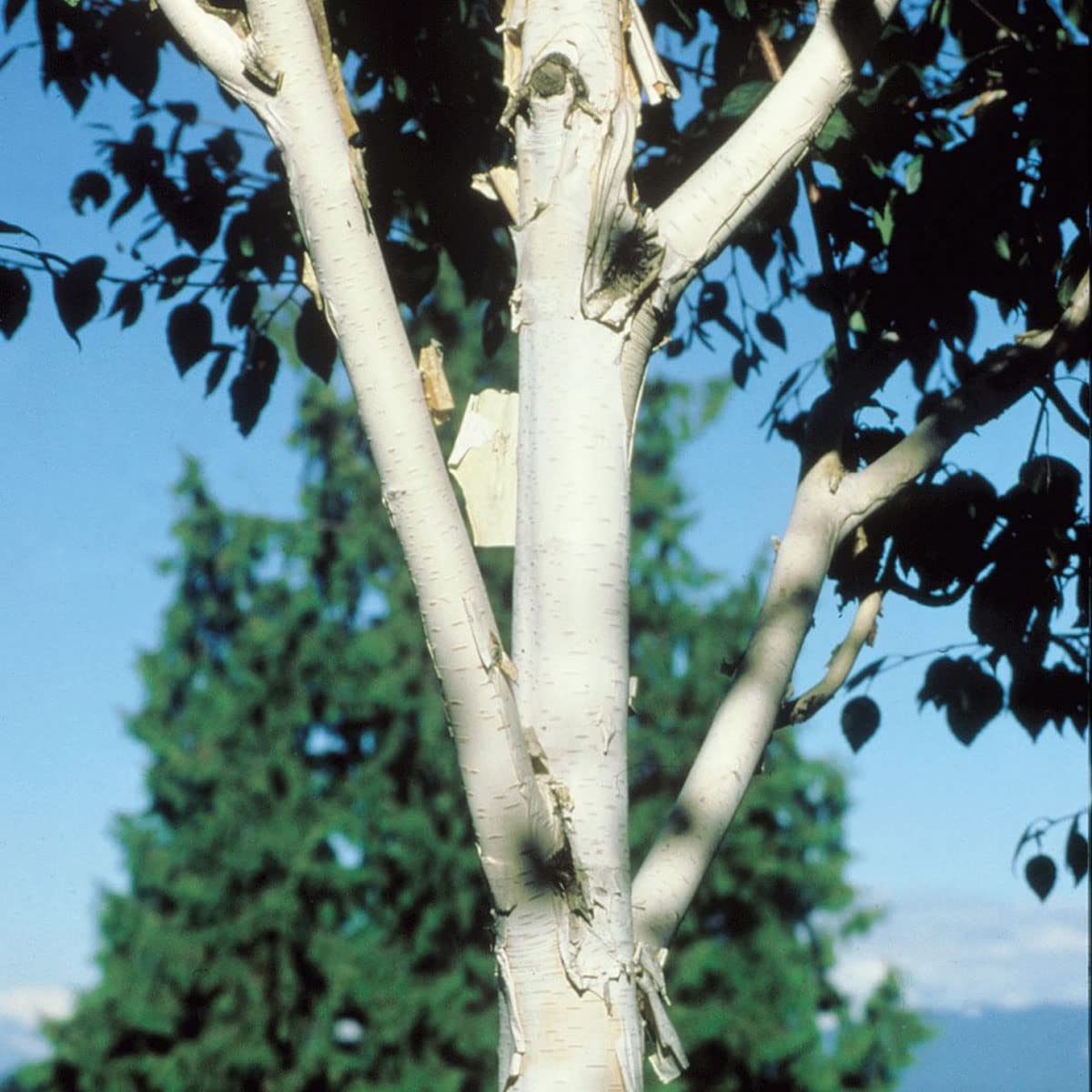 Betula utilis VAR. Jacquemontii -Silver Birch in 1L Pot