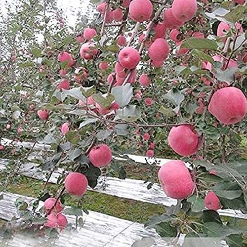 Yosoo Plant reflecterende film tuin kas groeien sterk reflecterende afdekking folie bladeren 210 x 120 cm / 82,68 x 47… - Image 6