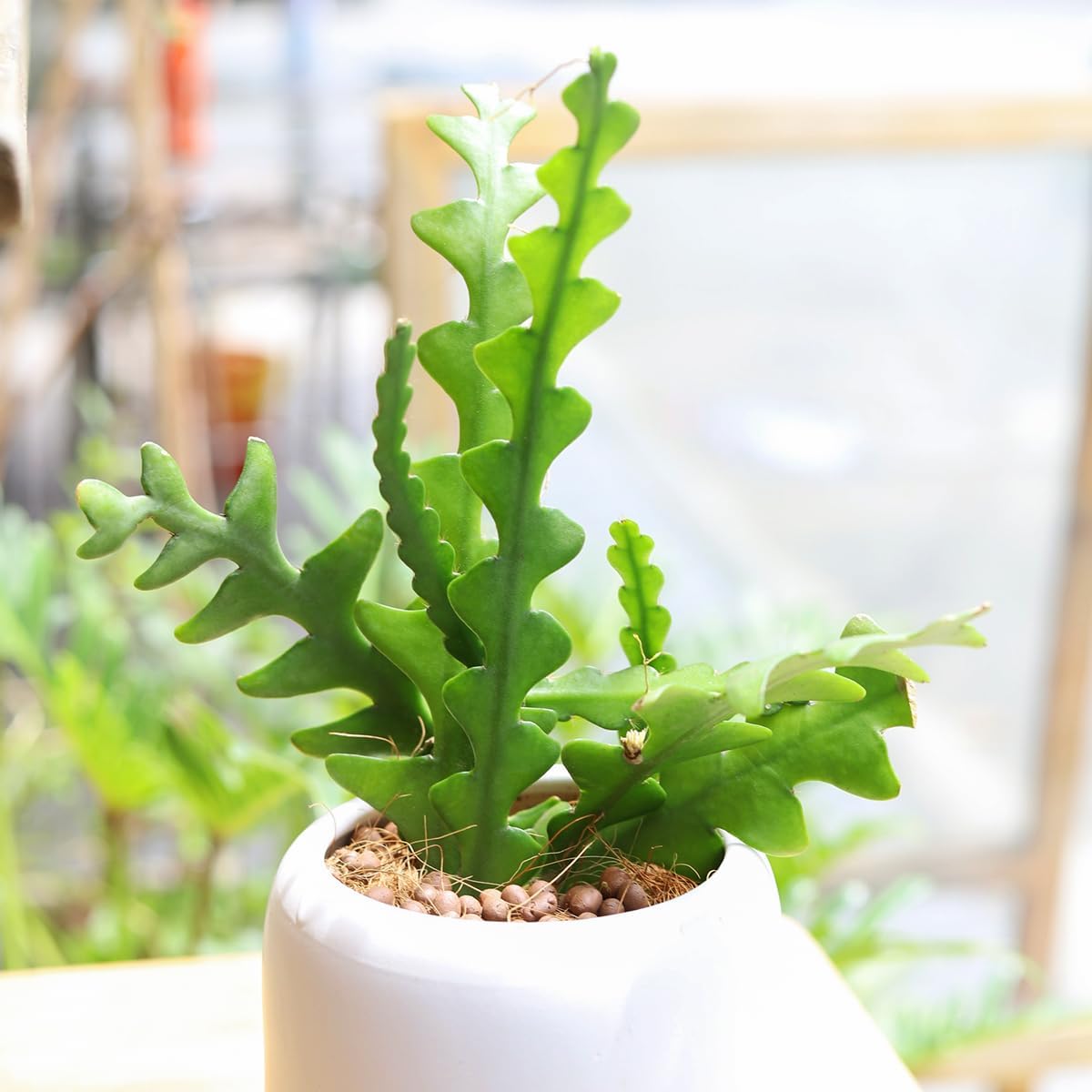 Live Cactus Plants, Fully Rooted 4-inch Cactus Succulent Plants, Rare Varieties for Gift or Home Decoration (Fishbone Cactus)