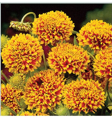 See full amazon price history chart for Go Green Gaillardia Double Mixed Flower-50 Seeds Go Green Gaillardia Double Mixed Flower-50 Seeds (B00KT075CC) Amazon Price History, Amazon Price Tracker