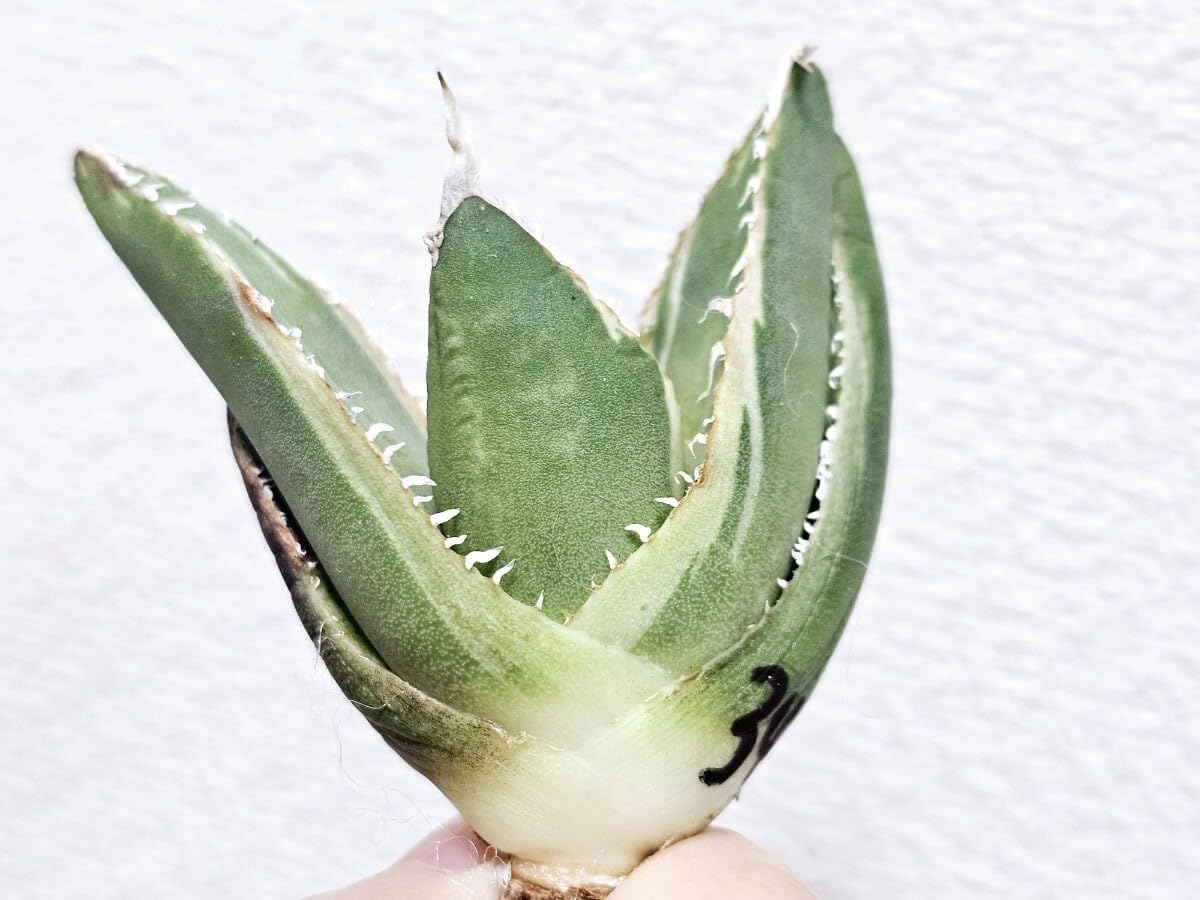 アガベ チタノタ SAD 斑入り 南アフリカダイヤモンド 白覆輪斑 アガベ