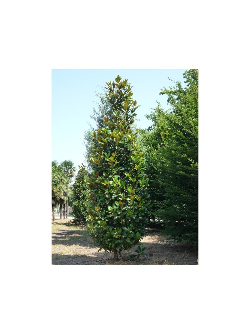 Magnolia grandiflora gallisoniensis pianta in vaso ø30 cm h 100/120 cm Vivaio di Castelletto