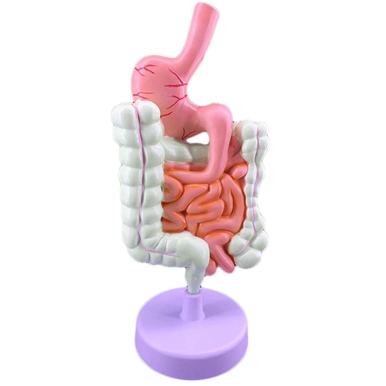 Human Digestive System Anatomical Model Large Intestine Model Rectum Duodenum Internal Organs Gastrointestinal Anatomy Model for School Educational Materials
