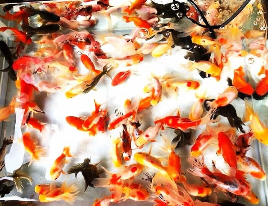 Amazon | 【めだか街道】カラフルで可愛い！おたま金魚ミックス
