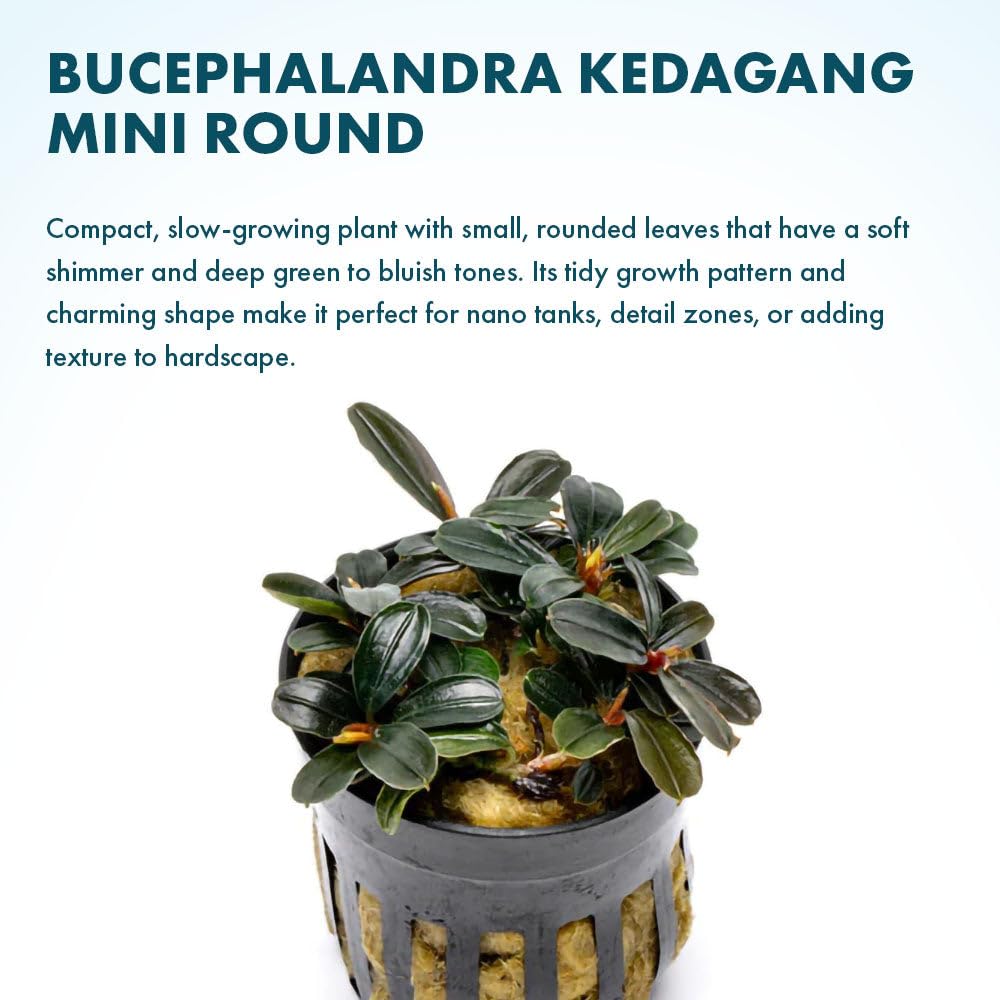 Amazon.com: SubstrateSource Live Plants - Bucephalandra Kedagang