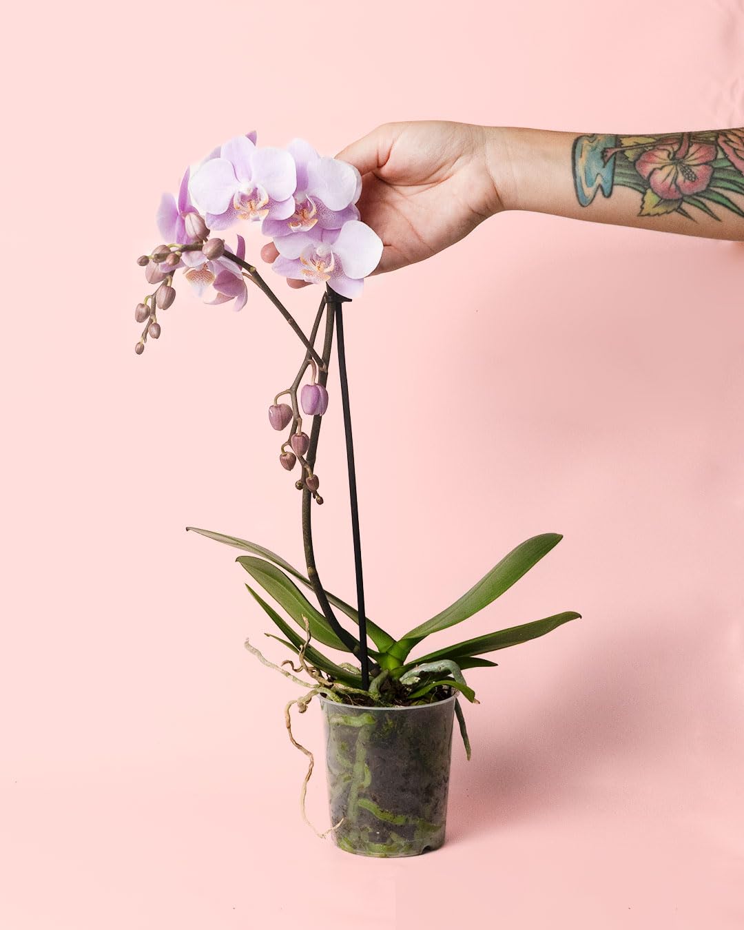 Orquídea Pink M | Plantas Naturales | Pur Plant