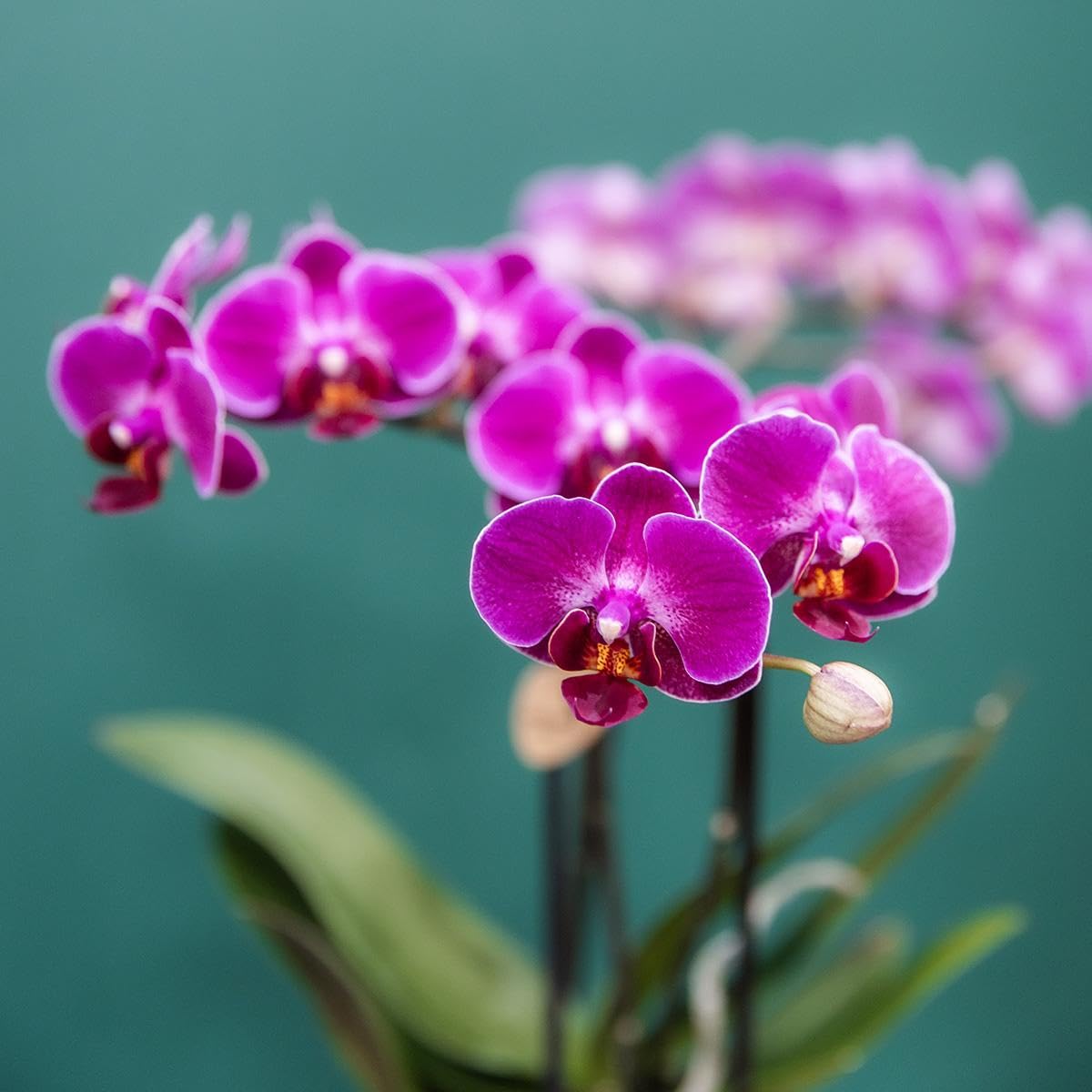 Kolibri Storczyki | COMBI DEAL z 4 fioletowych storczyków phalaenopsis - Morelia - wielkość doniczki Ø9cm | kwitnąca roślina doniczkowa - świeża od hodowcy