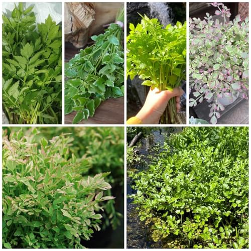 semi di crescione resistenti, crescione biologici, antiche varietà, rampicanti, resistenti balcone in serra, orto da balcone 2000pcs