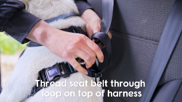 CarSafe Crash Tested Dog Safety Harness - Crash Tested to 32Kg/70lbs, Safely Secure Dog in The Car, Comfortable and Padded Design. for Toy, Small, Medium and Large Dogs (Size Medium) - image 7