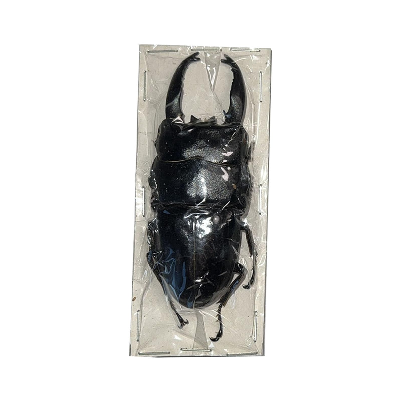 Ciervo Volante Gigante real en marco de taxidermia decorativo para mesa