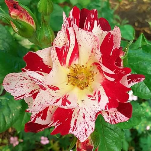 Miniatura 4 de Plantas vivas de rosas trepadoras, rosales listos para plantar, sin maceta, podados, bien enraizados, de 6 a 8 meses de edad (Fourth of July)