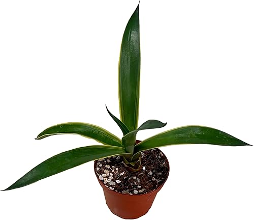 Miniatura 9 de Fatplants - Collar de bebé de Crassula de 4 pulgadas, suculenta viva totalmente arraigada en macetas con mezcla de tierra, planta de casa rara para