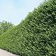 Liguster Garten Schlüter Ovalblättriger Ligustrum Ovalifolium