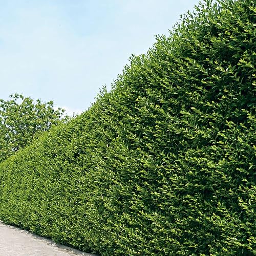 Garten-Schlüter® Ovalblättriger Liguster -Ligustrum Ovalifolium-, 60-80 cm geliefert im 3 Liter Container - als Laubhecke - immergrün, winterhart, hitzeresistent, duftend, insektenfreundlich