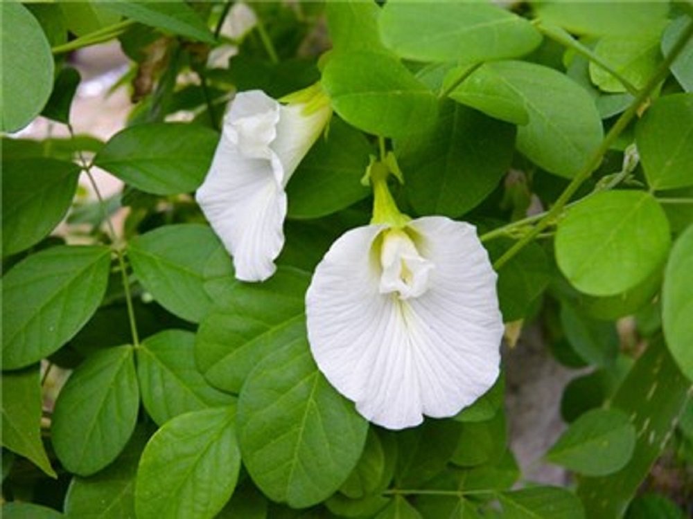Mall~Kerala Mall~Kerala Mall~Kerala : 25 Seeds Of Precious White Clitoria Aparajita Butterfly Pea Or Clitoria Ternatea Plant For Growing Sowing Propagation (B077FWR8V5) Amazon Price History, Amazon Price Tracker