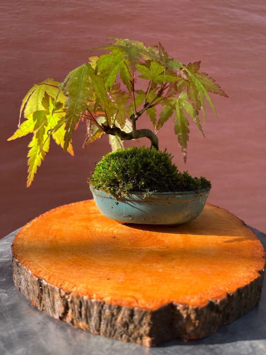 Amazon｜もみじ 盆栽 小品盆栽 観葉植物 鉢植え 苔玉｜観葉植物