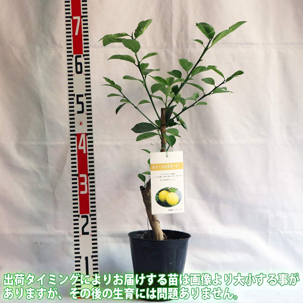 Amazon.co.jp: レモンの苗木