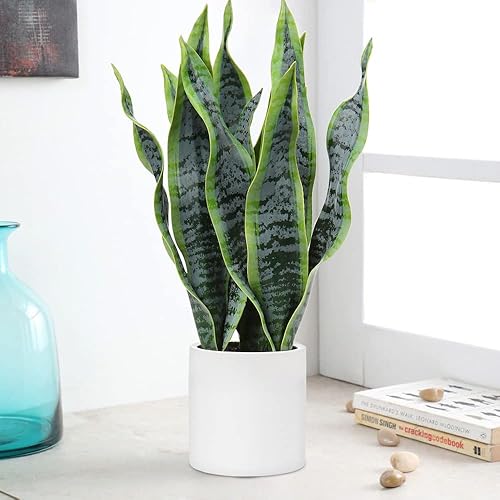 Miniatura 7 de Hollyone Planta de serpiente artificial en maceta con soporte de madera maciza, 19 pulgadas, macetas de cerámica blanca tropical, plantas falsas