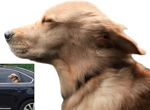 Riders Golden Retriever - Adhesivo adhesivo para ventana de automóvil, para vehículos, perro (para el lado izquierdo)