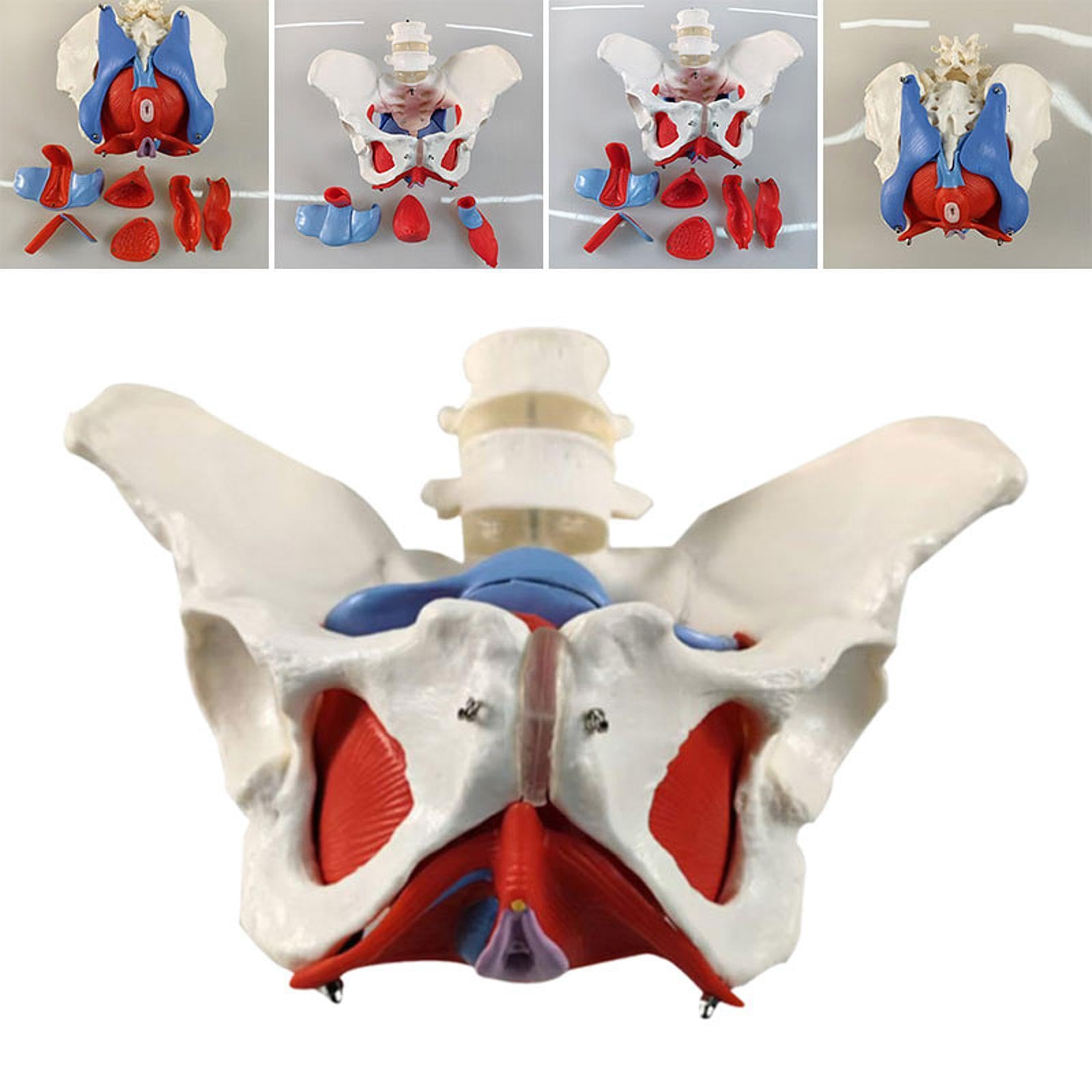 Modelo Pélvico Femenino para Matronas en Formación Obstétrica Y Ginecológica.