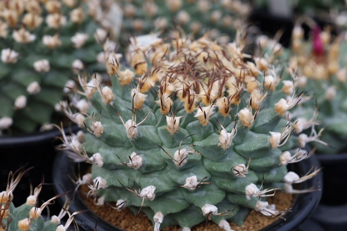 サボテン 多肉植物 ツルビニカルプス ★★実生　アロンソイ★★ Amazon.co.jp: 01 アロンソイ ツルビニカルプス 種子50粒 サボテン