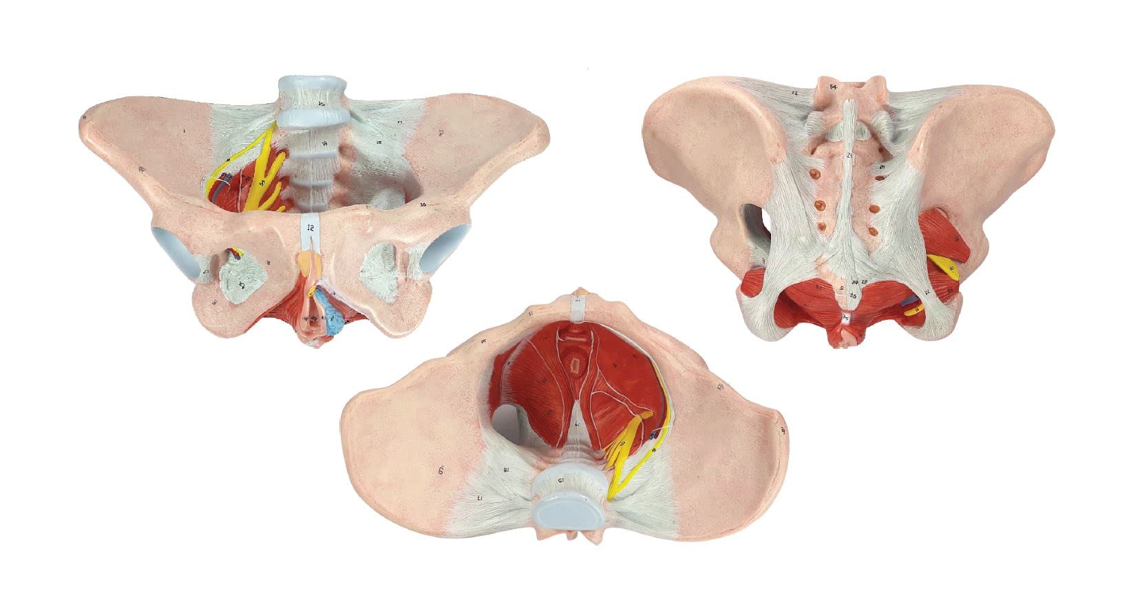 ZX | Female Pelvis Model Deluxe | 64 features marked | PVC | Life Size | Anatomical Model (B0BHWXXB58) Amazon Price History, Amazon Price Tracker