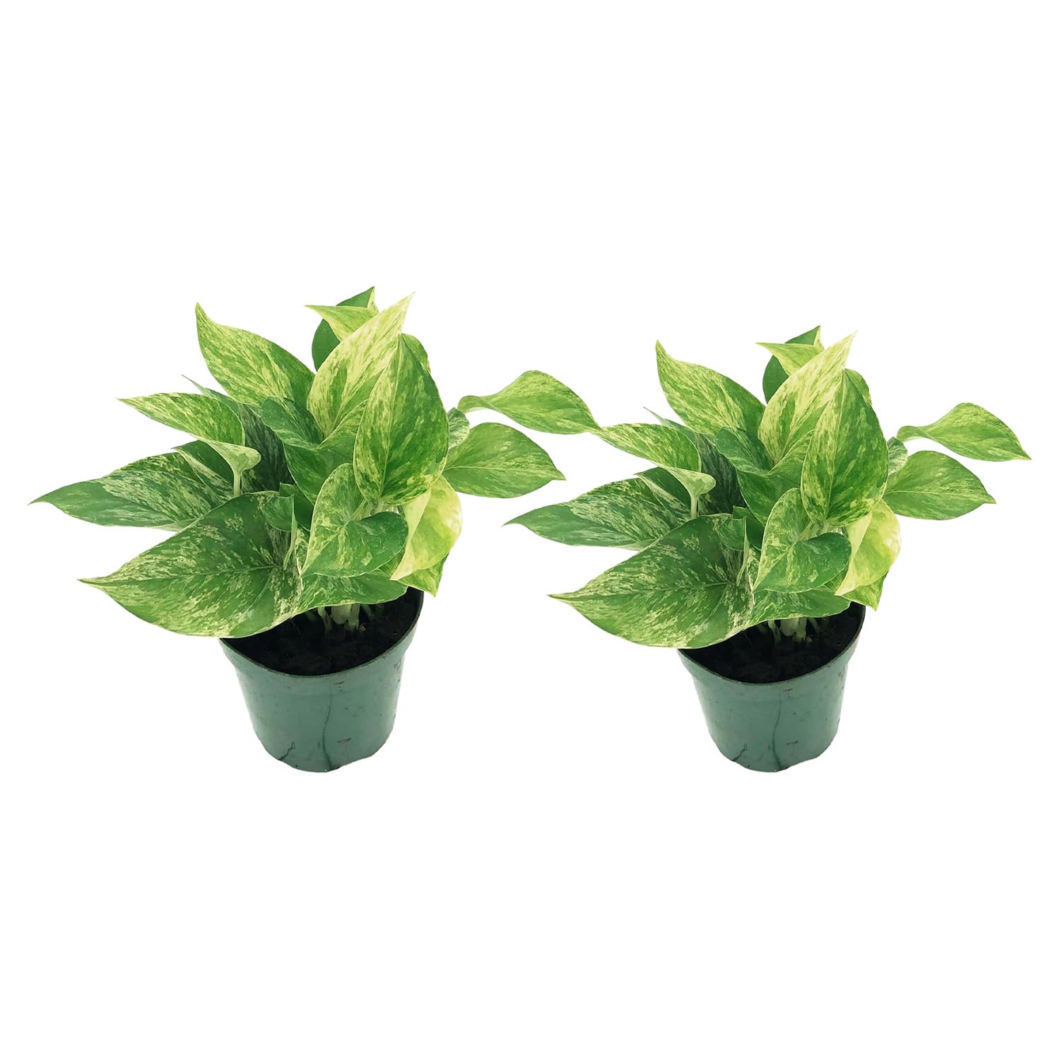 ragnaroc Marble Queen Pothos