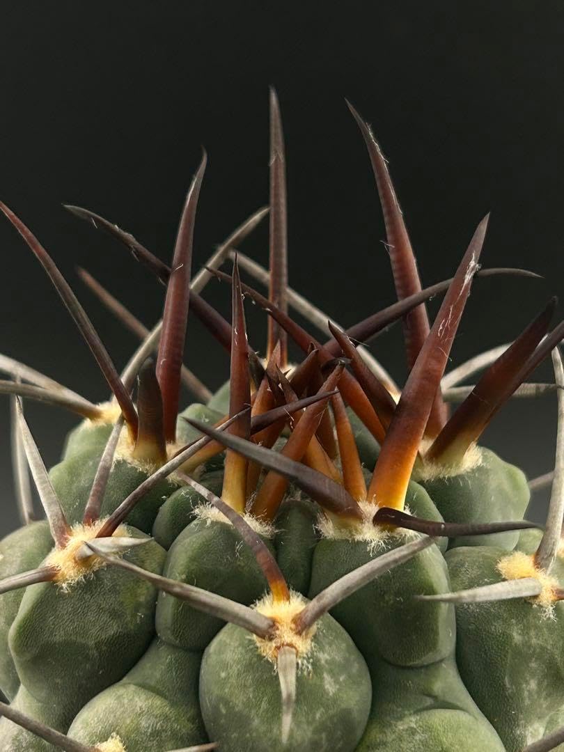 レアサボテンコレクション・ギムノカリキウム属・守金魔天竜inわけけの
