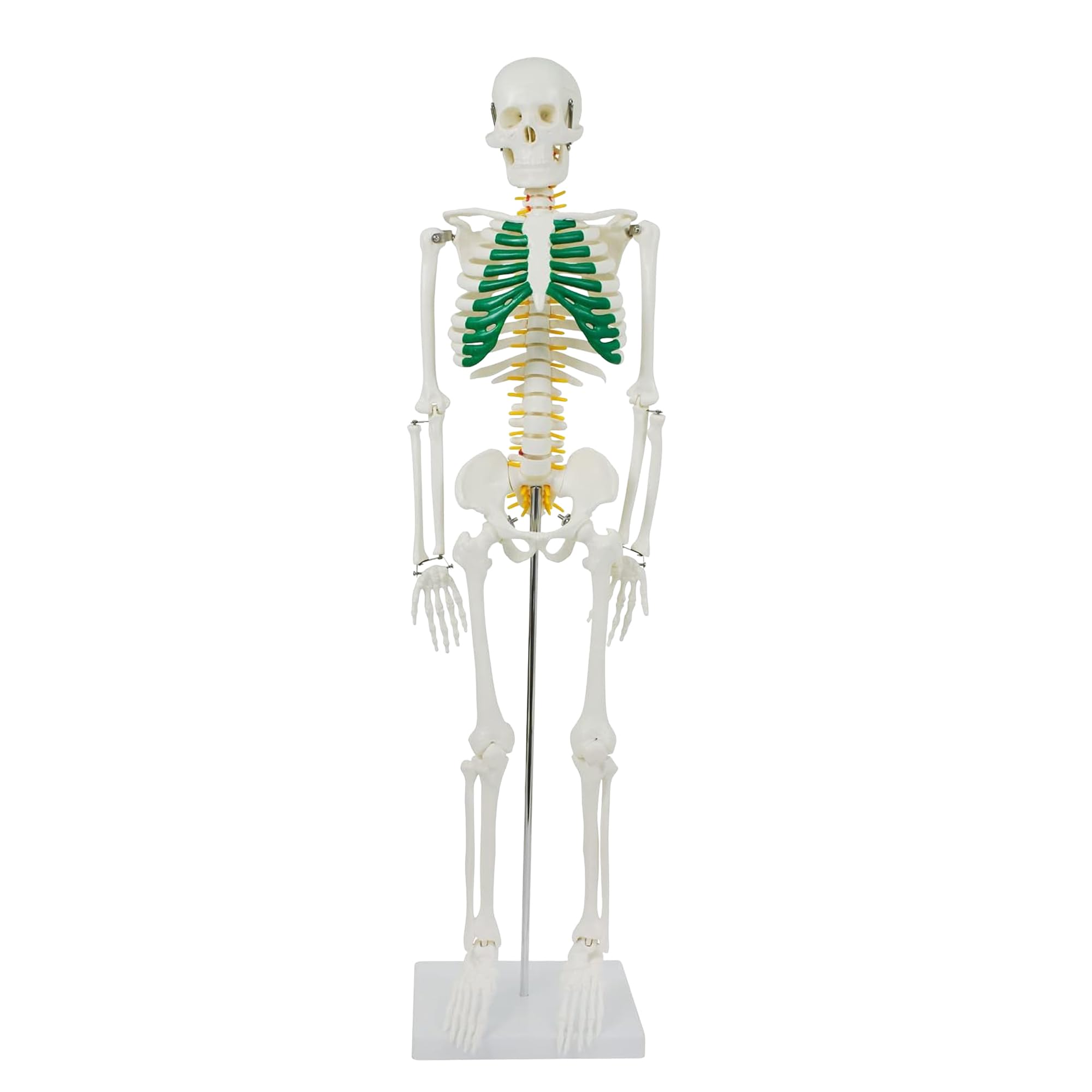 Anatomie Skelett 87 cm, detailliertes menschliches Skelett aus PVC mit Spinalnerven, Arterien und Bandscheibenvorfall, für Schule, Studium und Anatomie-Training, Lehrmodell